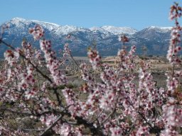 Mula Antigua serie-2